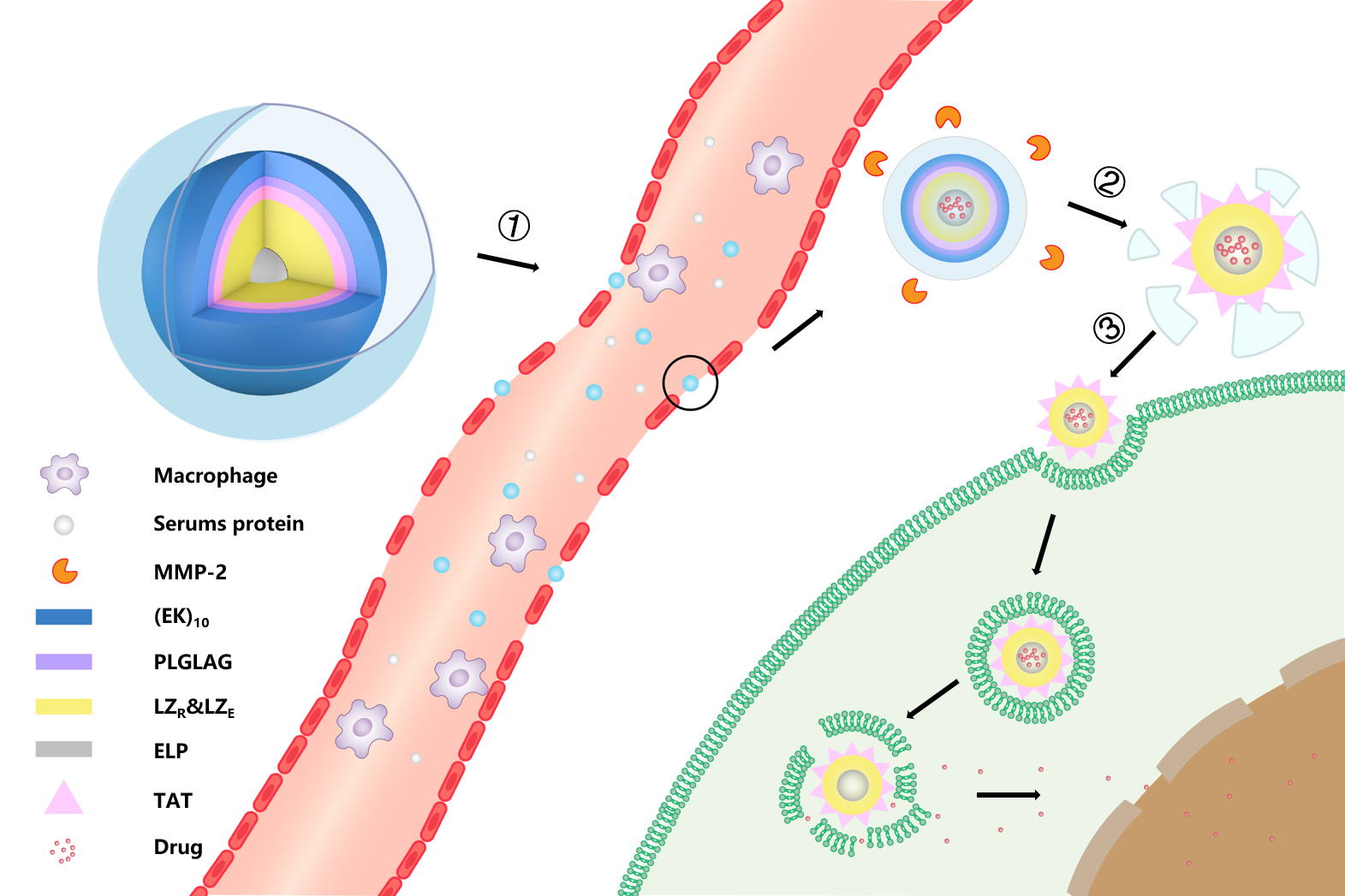 Figure 4. biological function of EPRC.